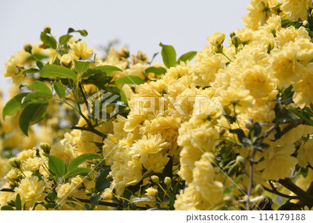 模擬黃油 模擬黃油 114179188