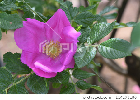 薔薇 薔薇 114179196
