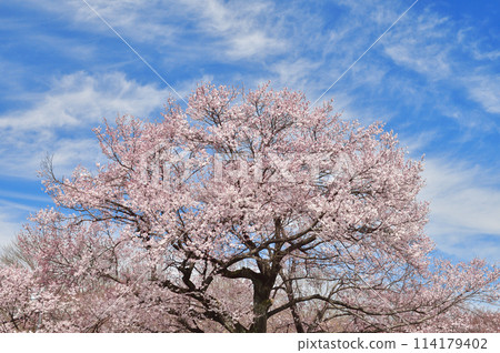 Cherry blossoms in full bloom and blue sky 114179402
