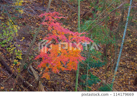 Autumn leaves of maple trees stand out against the bamboo forest 114179669