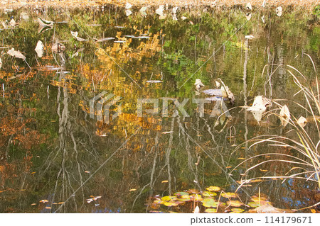 A pond in late autumn with autumn leaves reflected on its surface 114179671