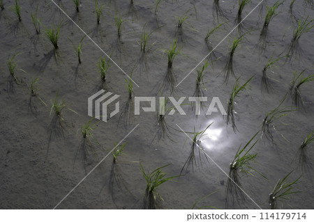 Paddy field Paddy field 114179714