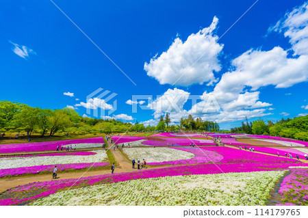 Moss phlox at Hitsujiyama Park Moss phlox at Hitsujiyama Park 114179765