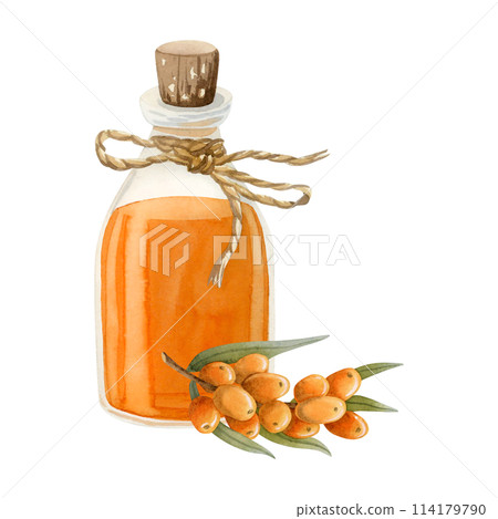 Sea buckthorn cosmetic oil in glass bottle with Hippophae orange berries branch watercolor illustration isolated on white. Organic traditional medicine product for hair care and herbal shampoos Sea buckthorn cosmetic oil in glass bottle with Hippophae orange berries branch watercolor illustration isolated on white. Organic traditional medicine product for hair care and herbal shampoos 114179790