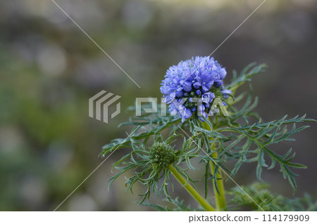Gilia capitata reptansa blue 114179909