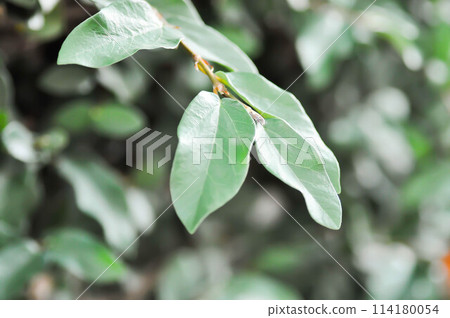 ficus pumila or climbing fig or Climbing Vine 114180054