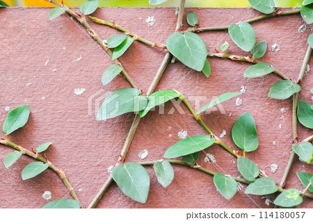 ficus pumila or climbing fig or Climbing Vine 114180057