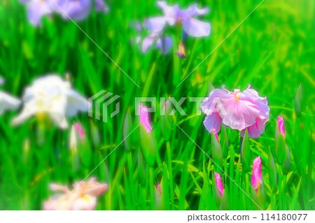 Fresh green leaves and vivid red-purple irises 114180077