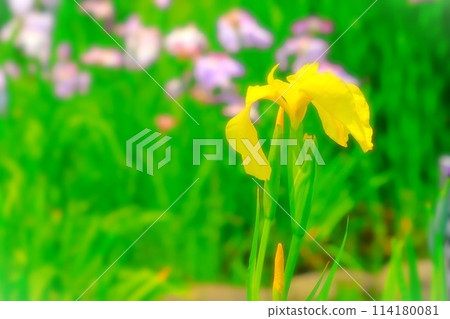 Fresh greenery and vibrant yellow irises 114180081