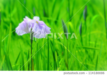 Refreshing pale purple irises Refreshing pale purple irises 114180086