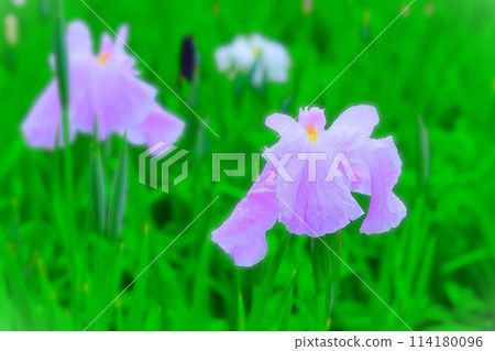 雨後清爽的淺紫色鳶尾花 114180096