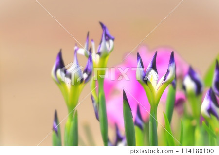 花鳶尾花/鷹爪 花鳶尾花/鷹爪 114180100