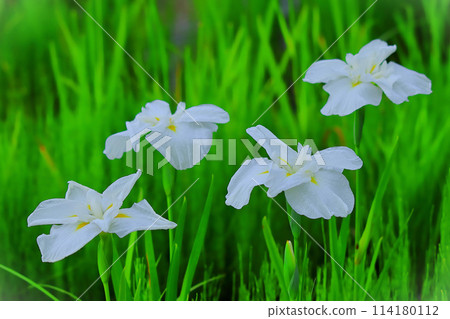 Refreshing white flowers and irises 114180112