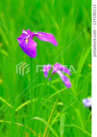 Vivid blue-purple irises wet with rain 114180113