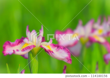 明亮的紅紫色鳶尾花 114180156