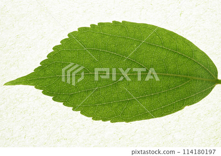 celtis sinensis的幼葉和葉脈 114180197