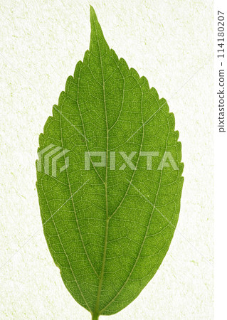 Young leaves and veins of celtis sinensis 114180207