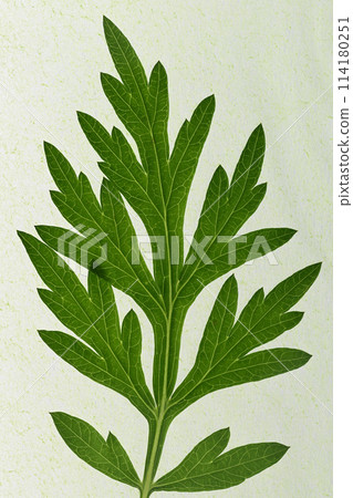 Mugwort leaves and veins Mugwort leaves and veins 114180251
