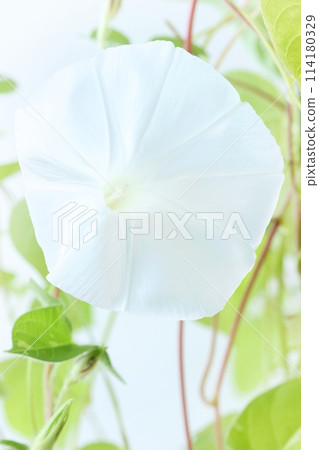 White morning glory, large flower, bright background White morning glory, large flower, bright background 114180329