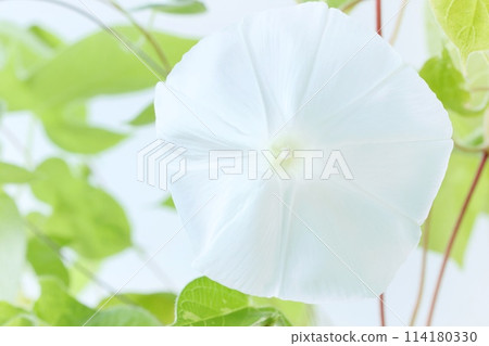 白色牽牛花大花明亮的背景 白色牽牛花大花明亮的背景 114180330