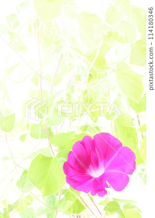 Pink morning glory, bright background, large flower 114180346