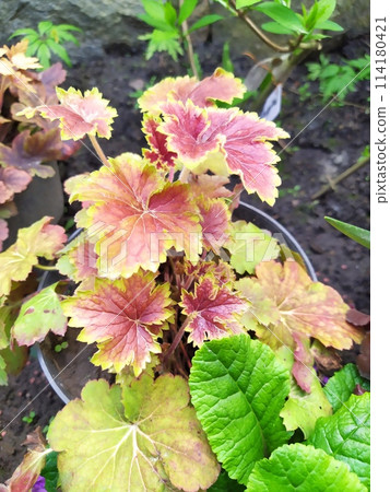 Heuchera with yellow-orange leaves in the garden in spring, a bright perennial in the garden 114180421