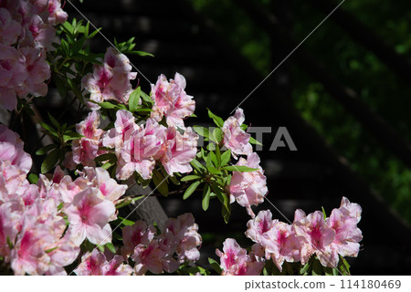 Cute pink flowers Cute pink flowers 114180469