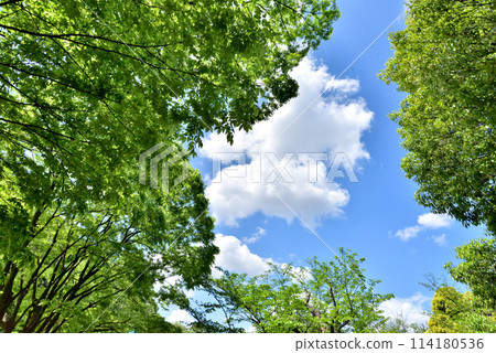 Fresh green trees and blue sky 114180536