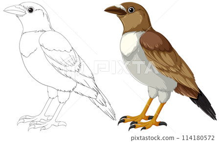 Vector Illustration of Two Bird Stages Vector Illustration of Two Bird Stages 114180572