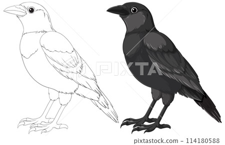 Black and White Crow Illustrations 114180588