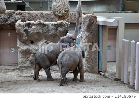Sapporo City Maruyama Zoo Elephant House 114180679