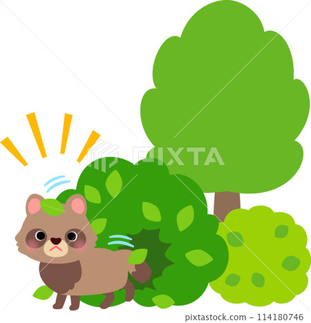 A raccoon coming out of the bush 114180746