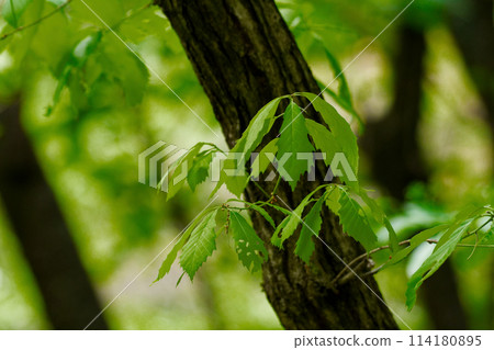 New leaves of Quercus serrata 114180895