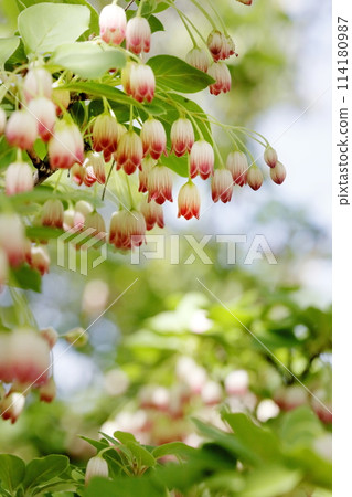 Redvein enkianthus in full bloom 114180987