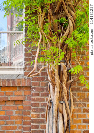 Strangler Fig Tree Growing on Brick Wall with Building in Background 114181237