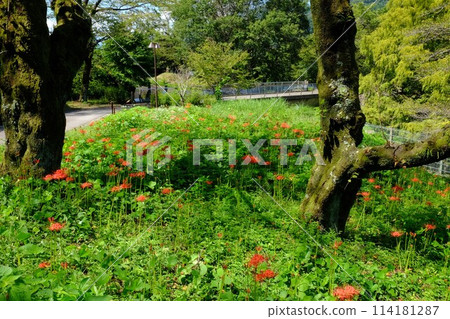 Pedestrian bridge, old trees and red spider lilies [Tsukui, Sagamihara City, September] 114181287
