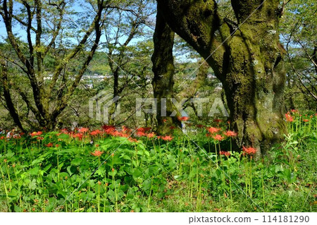 櫻花林中的古樹與紅蜘蛛百合 [相模原市築井市 9 月] 114181290