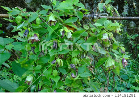 攀緣胡蘿蔔花[相模原市築井市、9月] 114181291