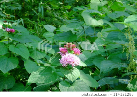 植物花盛開[相模原市築井市、9月] 114181293