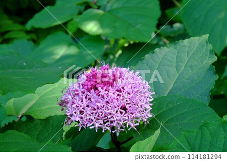 植物花盛開[相模原市築井市、9月] 114181294