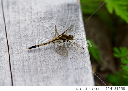 蜻蜓蜻蜓在木路上休息♀ 蜻蜓蜻蜓在木路上休息♀ 114181368
