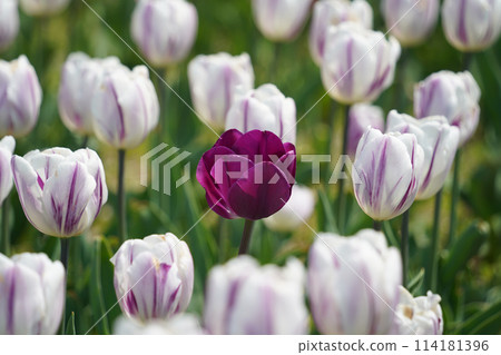 A purple tulip is blooming among white tulips. A purple tulip is blooming among white tulips. 114181396