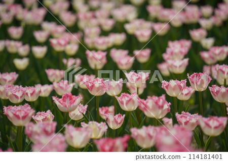 White and pink tulips are blooming in the field 114181401