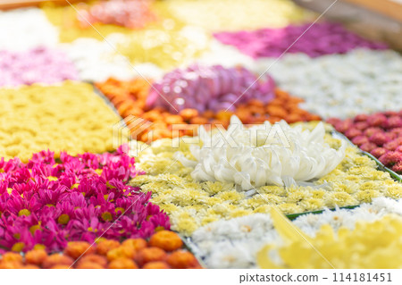 Ibaraki Family Kasama City Kasama Inari Shrine Chrysanthemum Festival 114181451