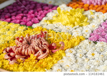 Ibaraki Family Kasama City Kasama Inari Shrine Chrysanthemum Festival Ibaraki Family Kasama City Kasama Inari Shrine Chrysanthemum Festival 114181461