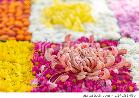 Ibaraki Family Kasama City Kasama Inari Shrine Chrysanthemum Festival Ibaraki Family Kasama City Kasama Inari Shrine Chrysanthemum Festival 114181496