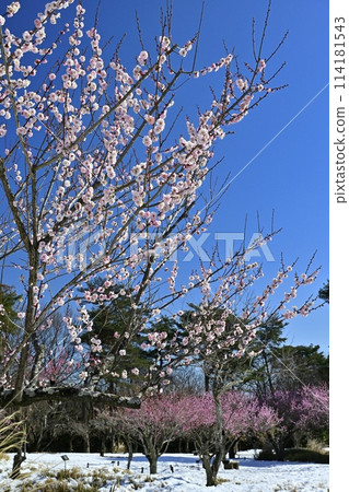 武藏九嶺森林公園的梅園被春天的小雪覆蓋 114181543