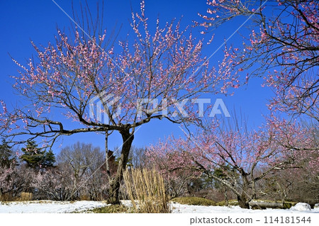 武藏九嶺森林公園的梅園被春天的小雪覆蓋 武藏九嶺森林公園的梅園被春天的小雪覆蓋 114181544