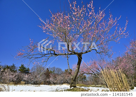 武藏九嶺森林公園的梅園被春天的小雪覆蓋 114181545