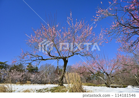武藏九嶺森林公園的梅園被春天的小雪覆蓋 武藏九嶺森林公園的梅園被春天的小雪覆蓋 114181546